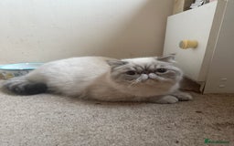 Exotic cats for sale: Himalayan cat - Image 2