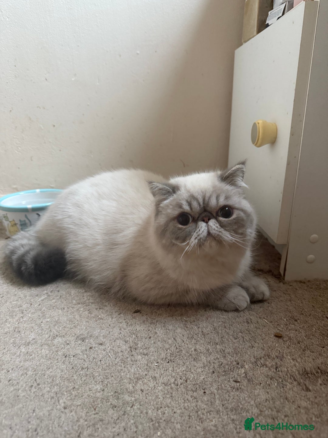 Exotic cats for sale: Himalayan cat - Image 2