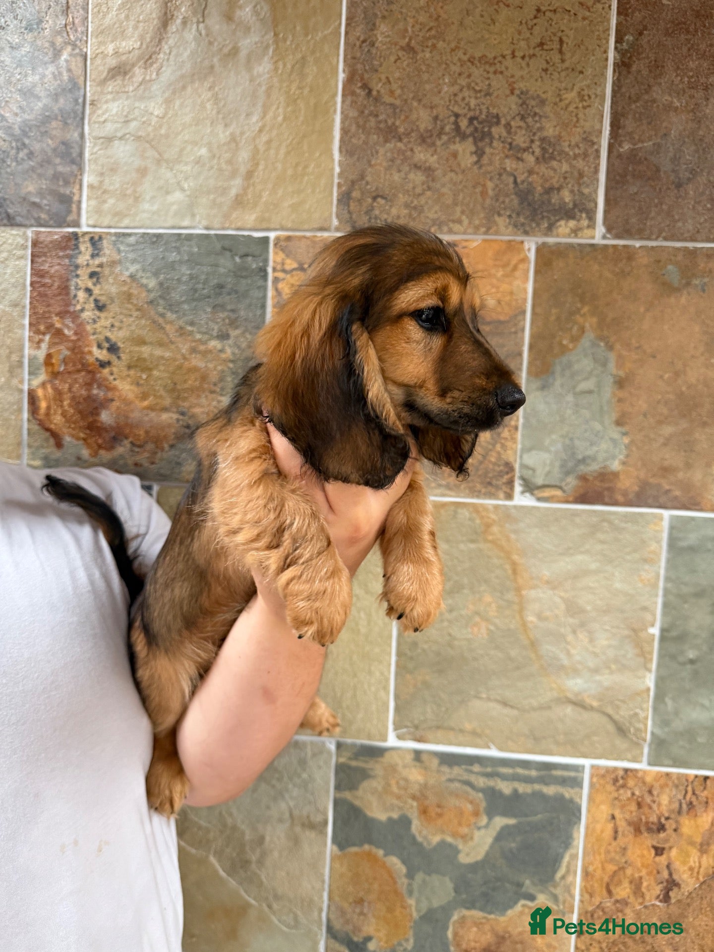 Miniature Dachshund dogs **REDUCED! LAST PUPPY AVAILABLE** - Advert 2