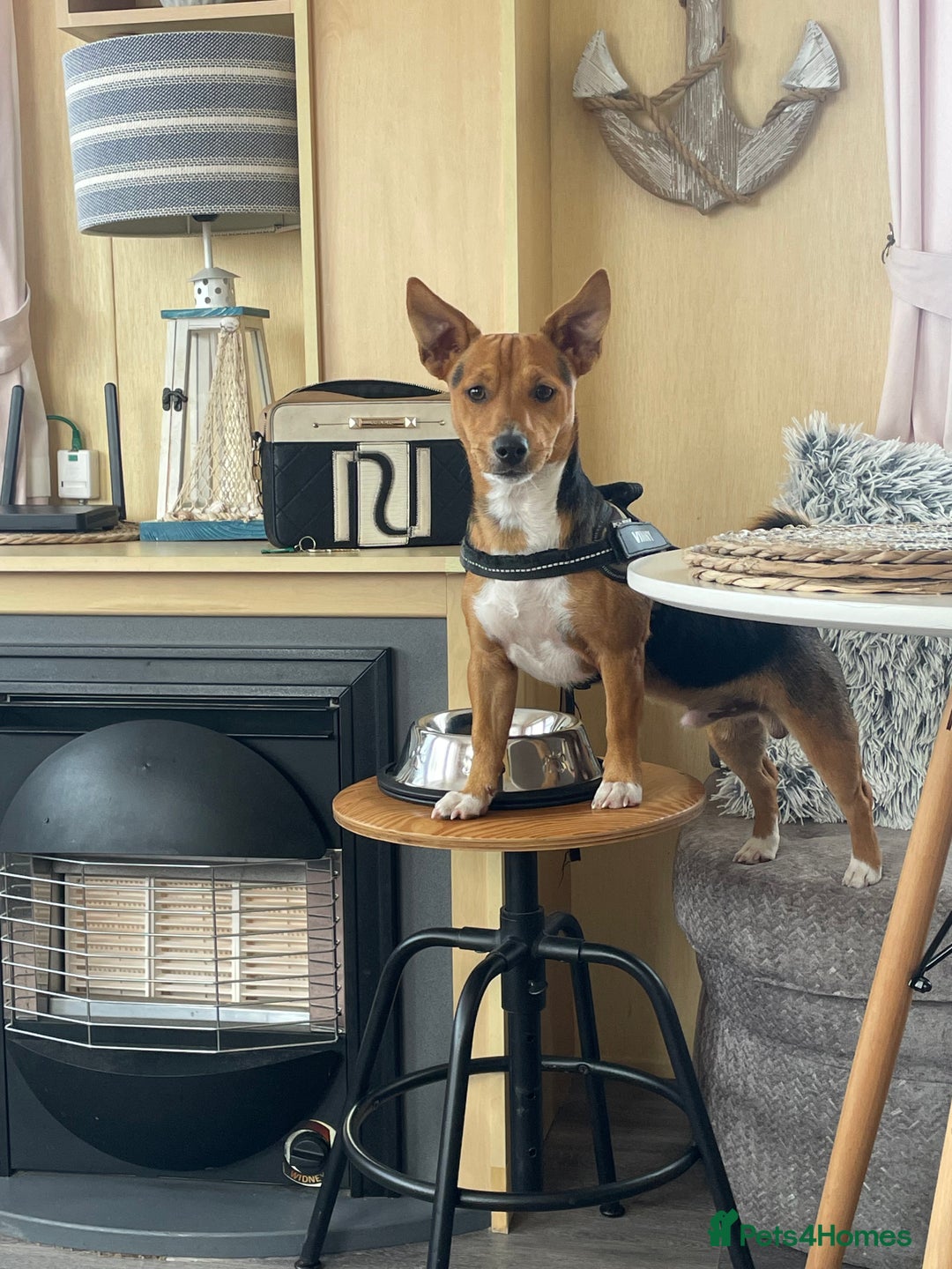 Jack Russell dogs for stud: Vinny- miniature jack Russell for stud  - Advert 3