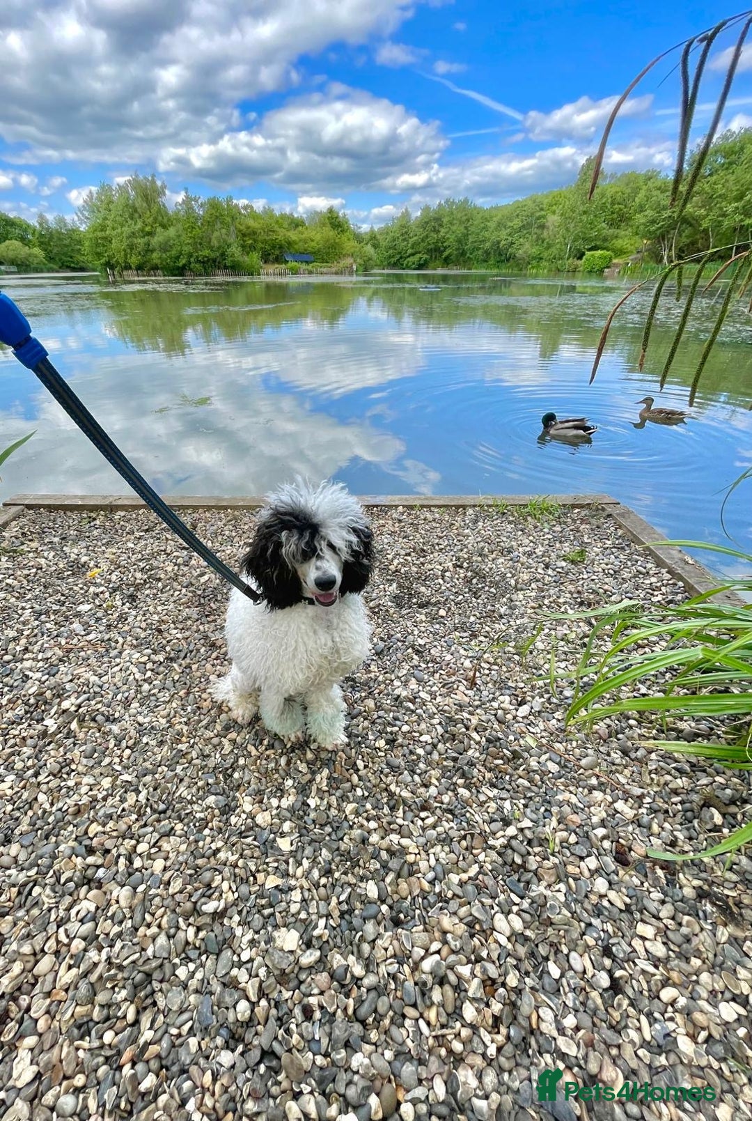 Miniature Poodle dogs for stud: Parti poodle for stud  - Advert 4