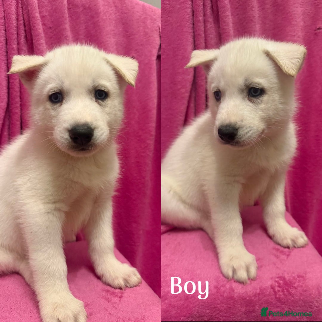Siberian Husky dogs for sale: Siberian Husky Puppies for Sale - Image 6