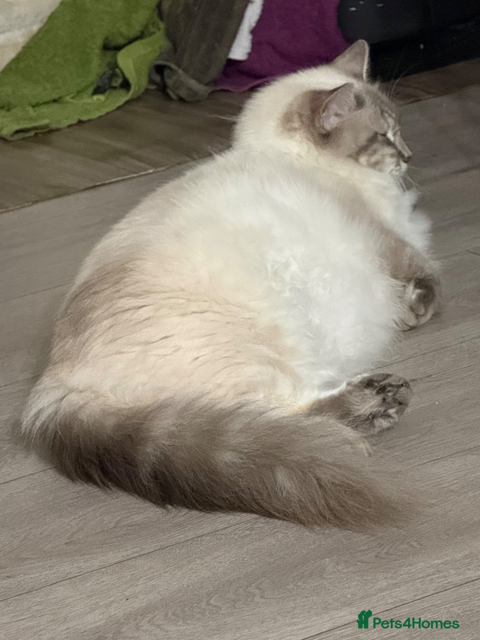 Ragdoll cats XL Long hair Ragdoll kittens. Used to dogs.  - Advert 2