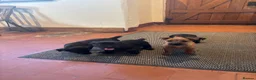 Cairn Terrier dogs for sale: Beautiful Cairns  - Advert 4