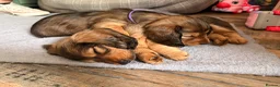 Dachshund dogs for sale: Male Standard longhair dachshund - Advert 4