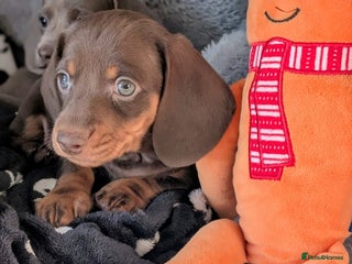 Miniature Dachshund dogs Adorable little of miniature daschunds - Advert 6