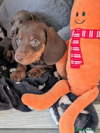 Miniature Dachshund dogs Adorable little of miniature daschunds - Advert 1