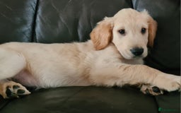 Golden Retriever dogs for sale: Golden Retriever puppies ready to leave us now - Image 3