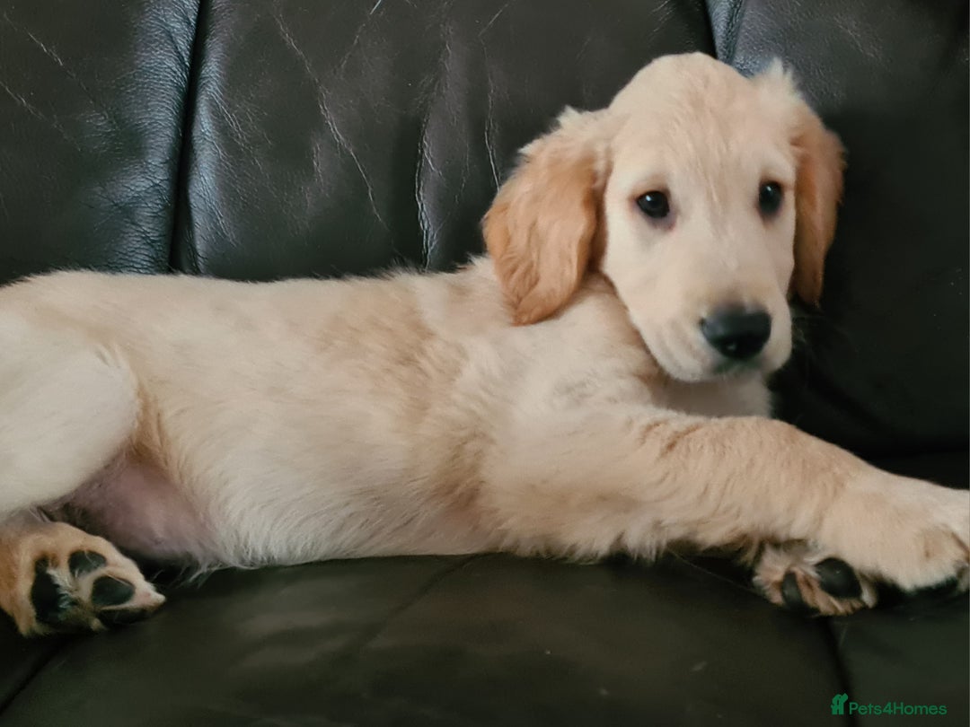 Golden Retriever dogs for sale: Golden Retriever puppies ready to leave us now - Image 3