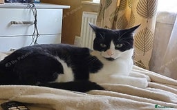Mixed Breed cats for sale: Jackie 5 years female for sale in Hayes, Middesex - Image 1