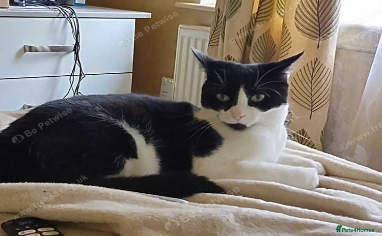 Mixed Breed cats - Advert 6