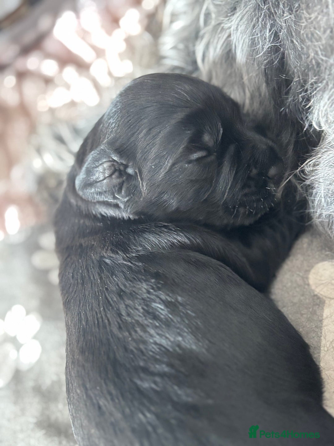 Mixed Breed dogs for sale: Beddy whippet x sprocker for sale  - Advert 3