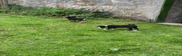 Mixed Breed dogs for sale: Collie x puppies - Advert 14