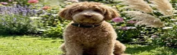 Double Doodle dogs for sale: Stunning Doodles Multigenerational - Licensed - Advert 8