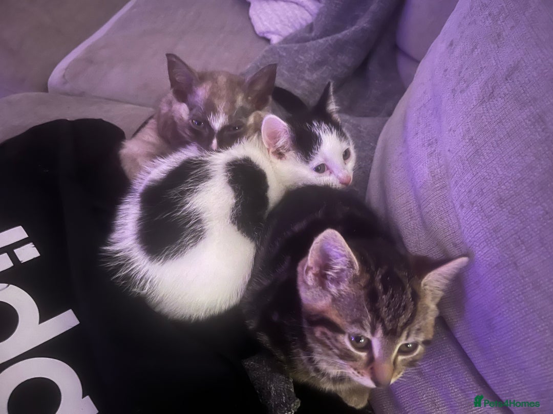 British Shorthair cats for sale: 3 kittens looking for forever home. Ready to leave - Advert 3