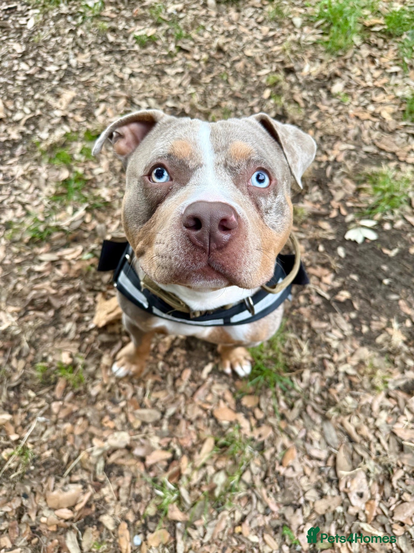 American Bully dogs Merle Pocket Bully for STUD *Thor* - Advert 3