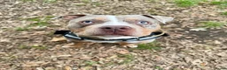 American Bully dogs for stud: Merle Pocket Bully for STUD *Thor* - Advert 1