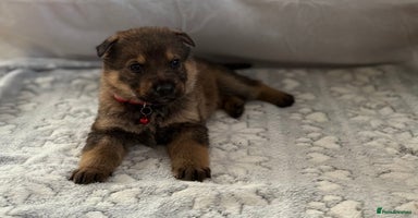 German Shepherd dogs KC Registered & Bred From Health Tested Parents  - Advert 2