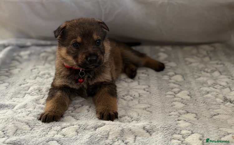 German Shepherd dogs Bred From Extensively Health Tested Parents  - Advert 1