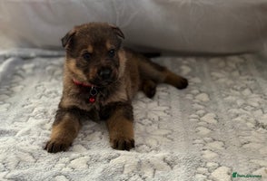 German Shepherd dogs KC Registered & Bred From Health Tested Parents - Advert 7