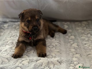 German Shepherd dogs Bred From Extensively Health Tested Parents - Advert 2