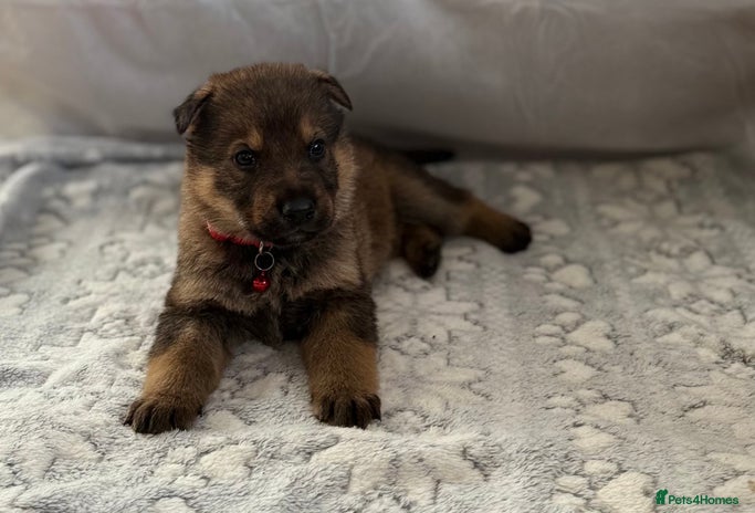 German Shepherd dogs Bred From Extensively Health Tested Parents - Advert 1