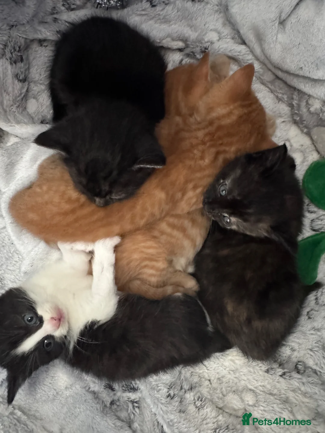 Domestic Shorthair cats for sale: 4 week old kittens  in Frinton-on-Sea - Advert 1