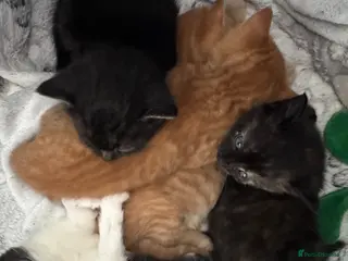 Domestic Shorthair cats 4 week old kittens - Advert 11