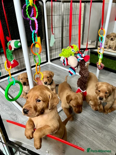 Gallery Image {{count}}