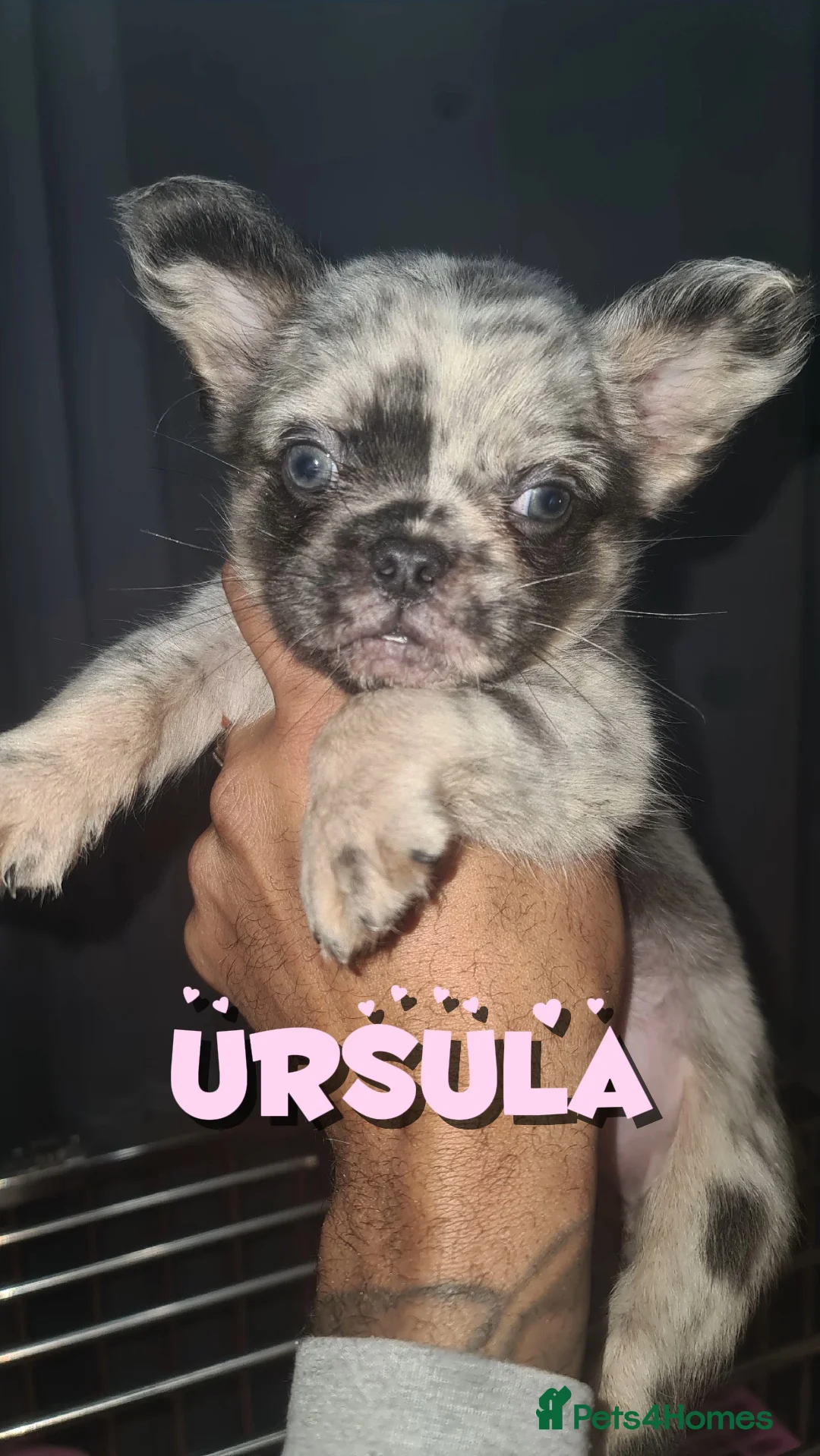 French Bulldog dogs for sale: ✨ Enchanted Frenchie Puppies Ready Now! ✨ - Advert 7