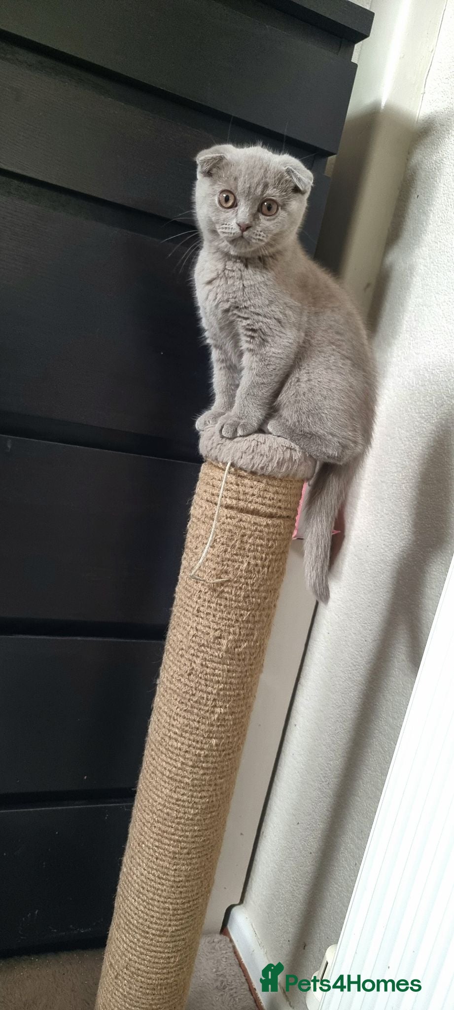 Scottish Fold cats Two Gorgeous kittens left 🐾😻🐾 - Advert 1