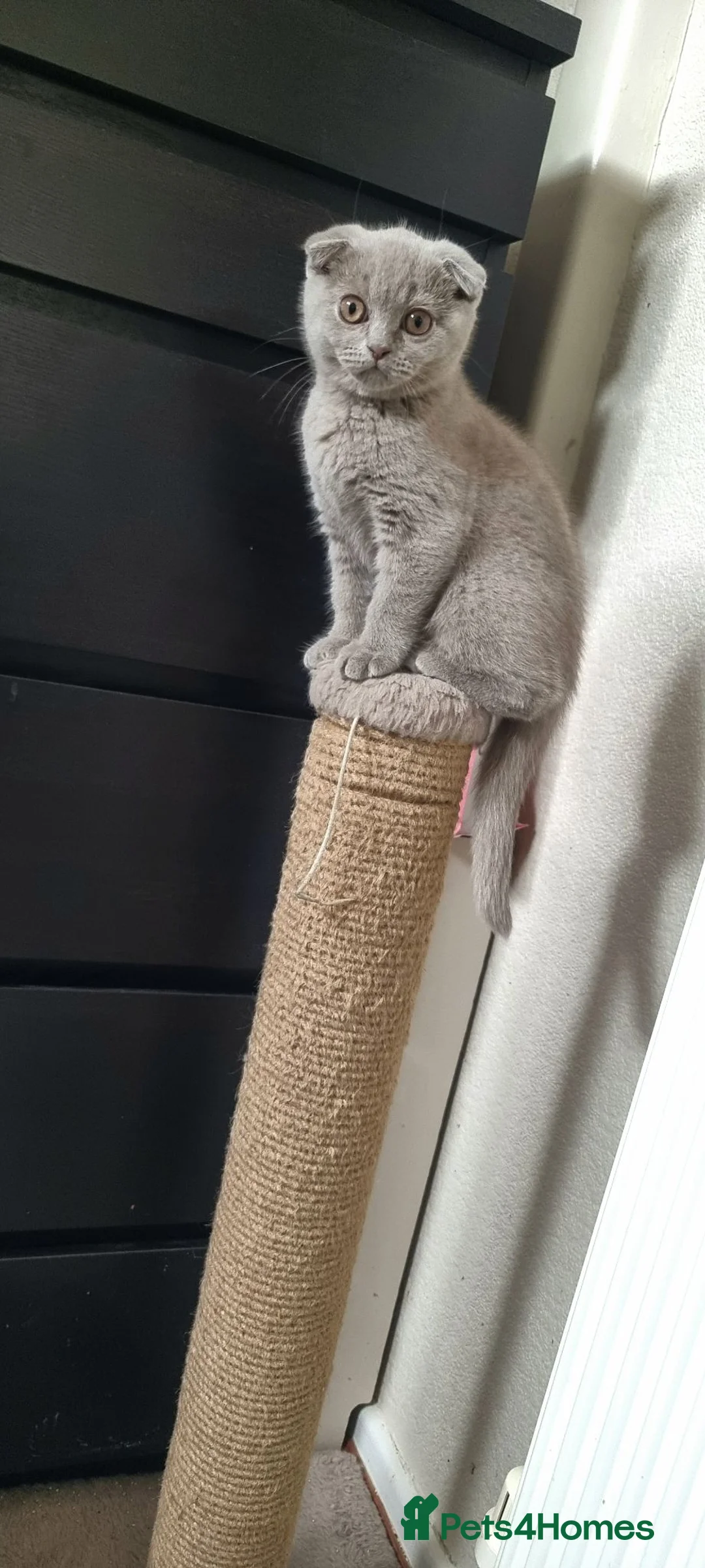 Scottish Fold cats for sale: Two Gorgeous kittens left 🐾😻🐾 - Advert 2