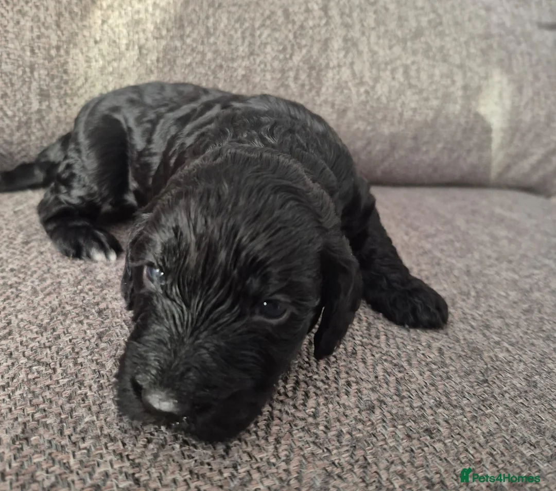 Cockapoo dogs for sale: beautiful F1 small black female cockapoo - Advert 2