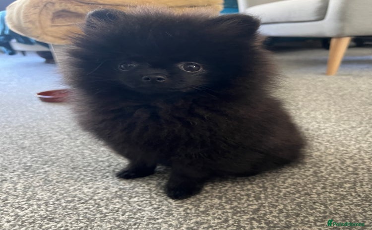 Pomeranian dogs - Advert 1