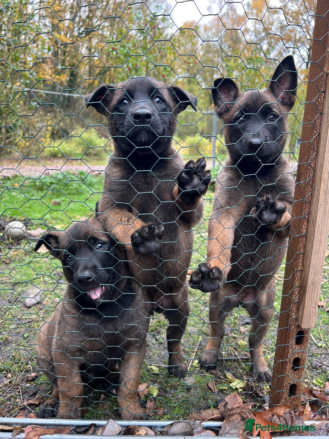 Mixed Breed dogs for sale: Belgian Malinois Puppies  - Image 1
