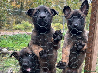 Mixed Breed dogs for sale - Advert 1