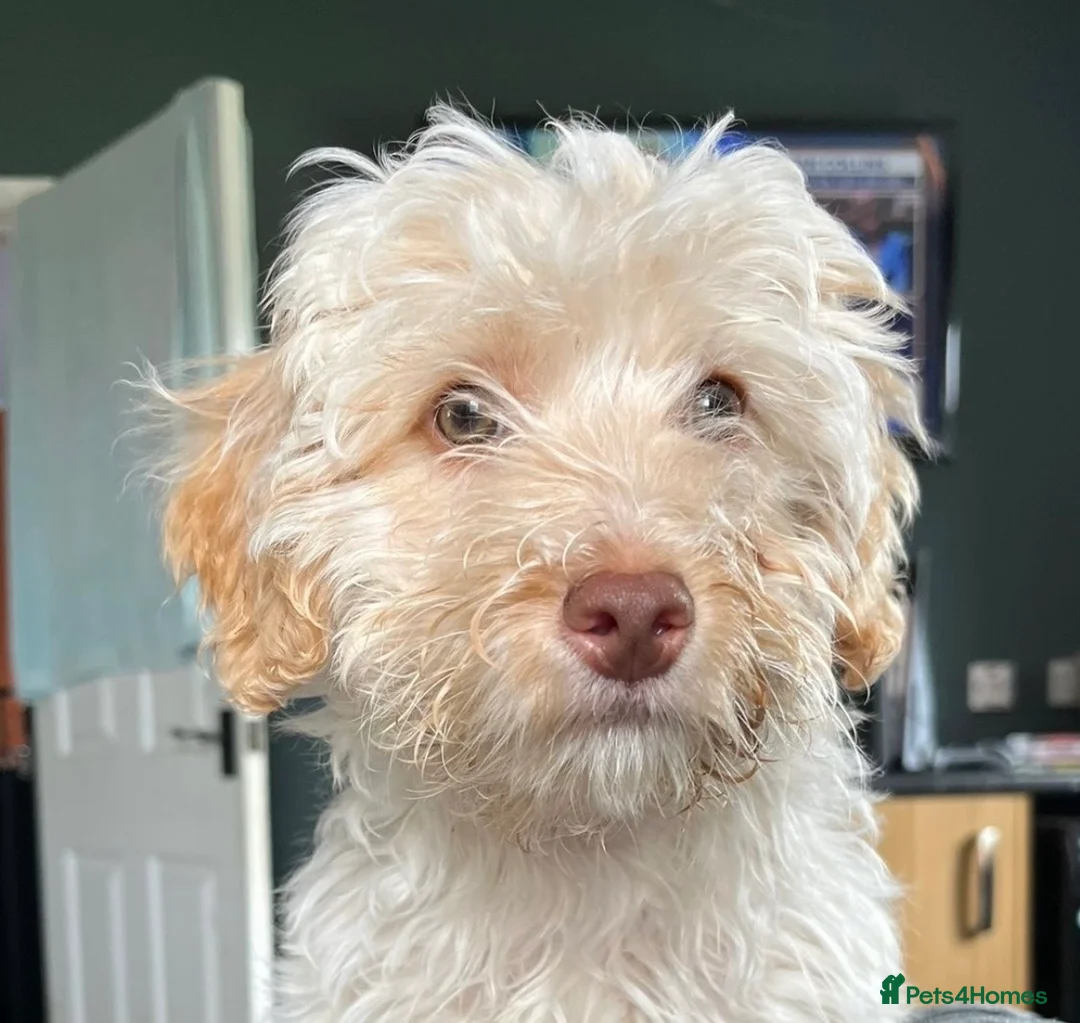 Cockapoo dogs for sale: Teddy - Cockapoo - Advert 1