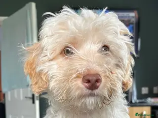 Cockapoo dogs Teddy - Cockapoo - Advert 1