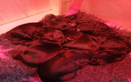 Cockapoo dogs for sale: ✨ F2 Cockapoo Puppies – Ready mid Nov ✨ - Image 2
