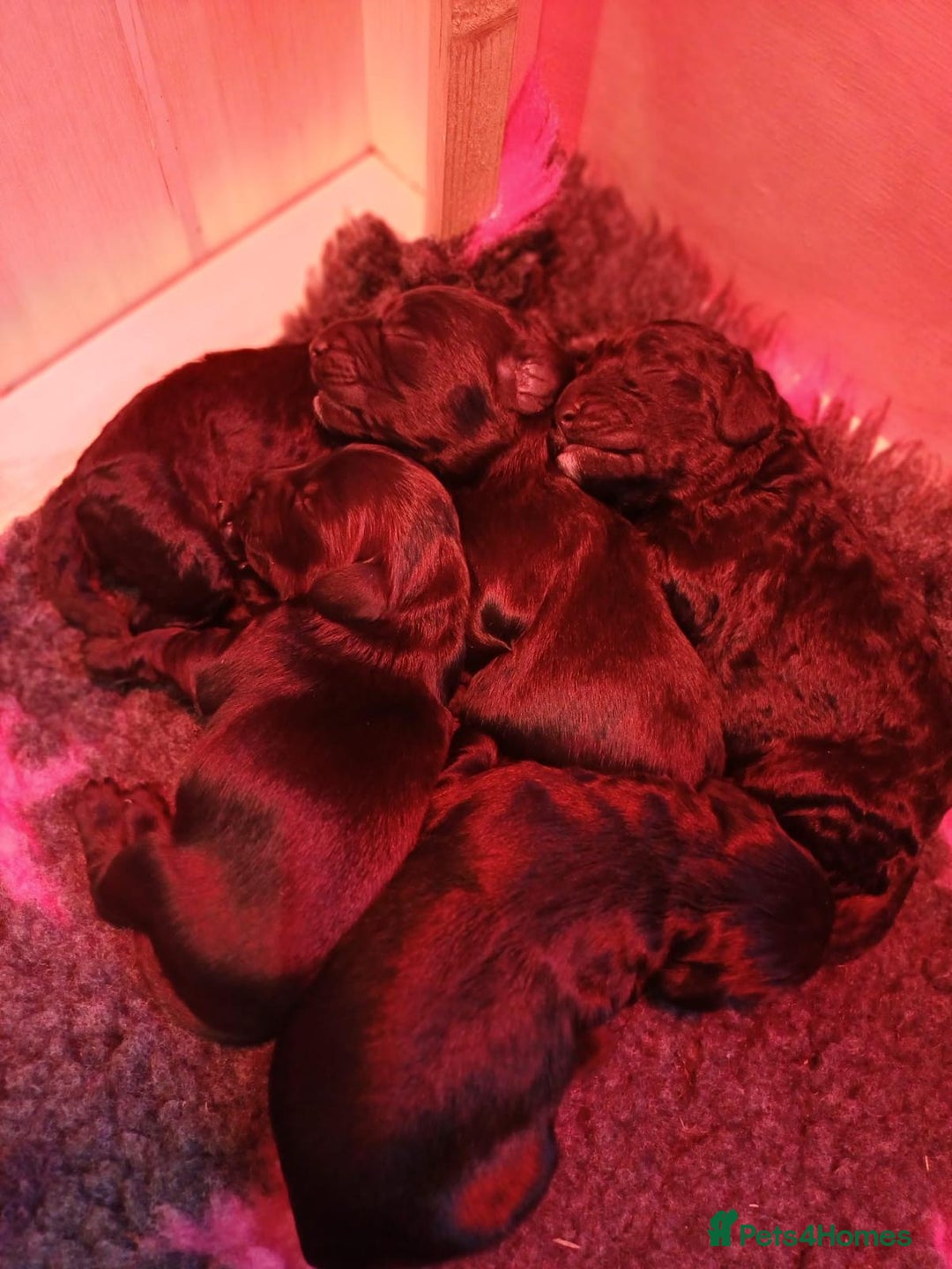 Cockapoo dogs for sale: ✨ F2 Cockapoo Puppies – Ready mid Nov ✨ - Image 2