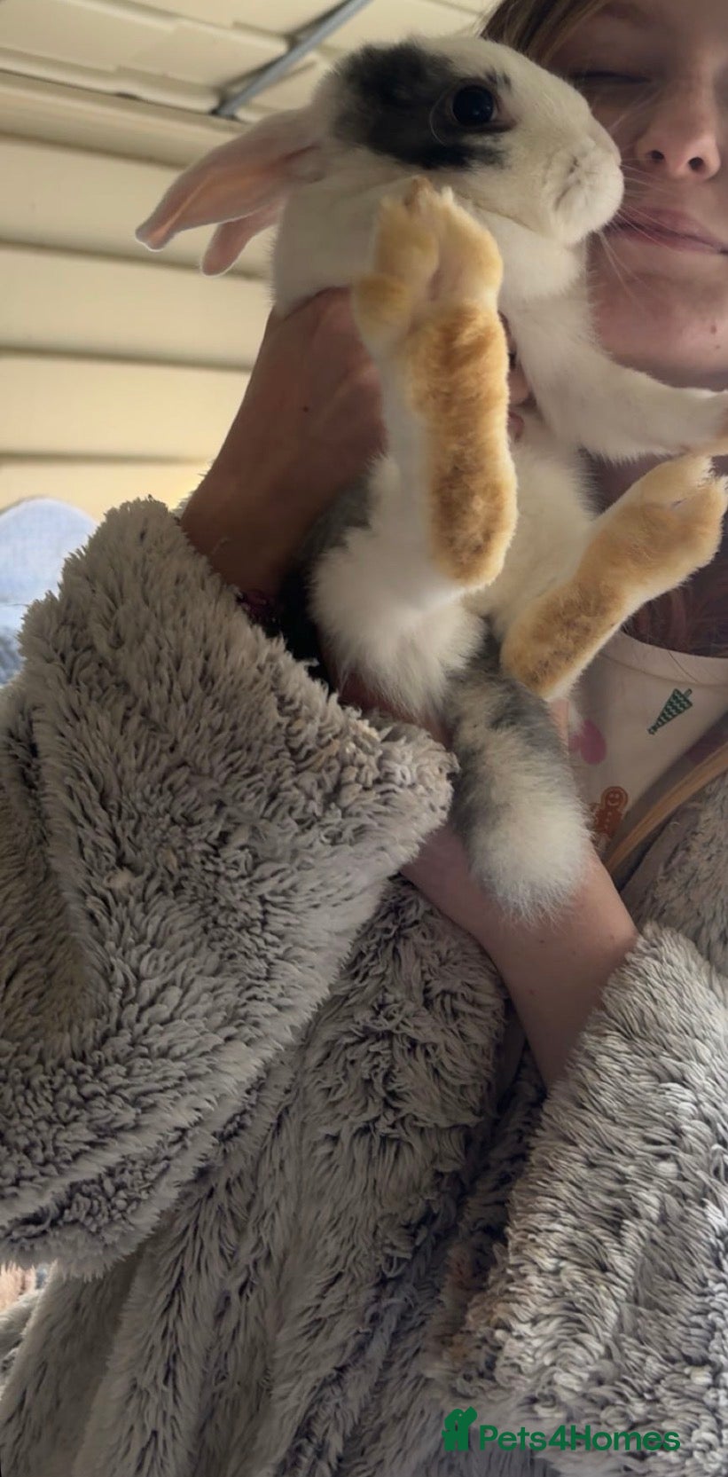 Mixed Breed rabbits for sale: Male rabbit  - Advert 1