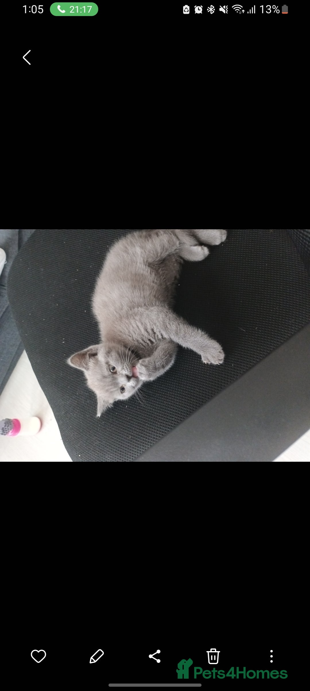 British Shorthair cats Baby British shorthair  - Advert 2