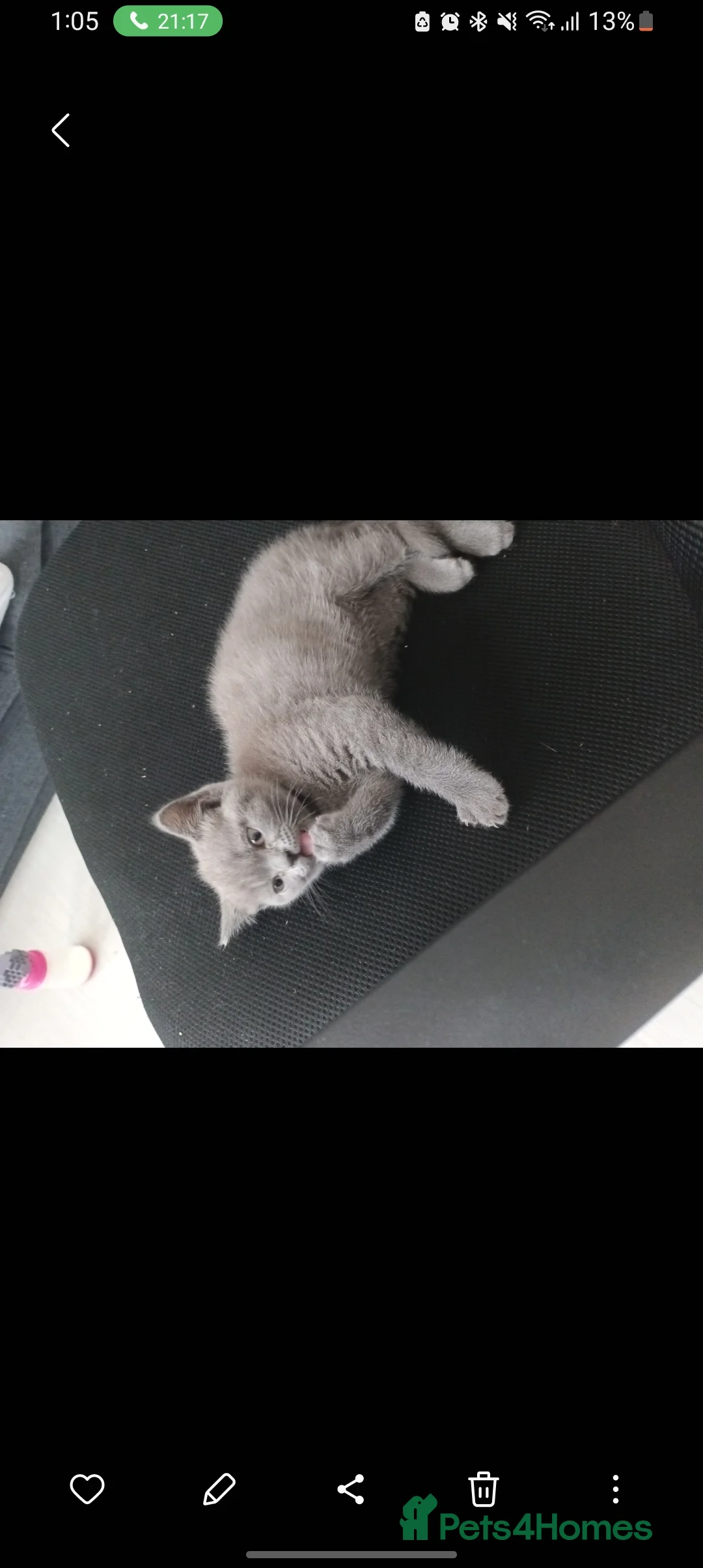 British Shorthair cats for sale: Baby British shorthair  - Advert 1