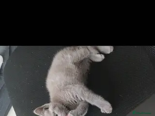 British Shorthair cats Baby British shorthair - Advert 3