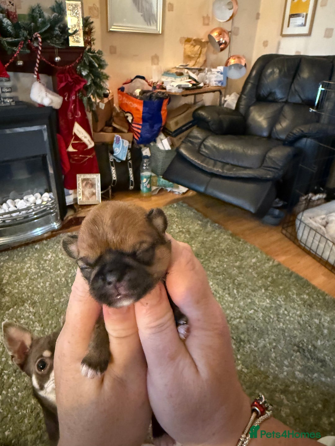 Shih Tzu dogs for sale: 3 shitzu puppies needing new forever homes - Advert 4