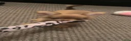 Chihuahua dogs for sale: chihuahua - Advert 19