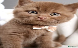 British Shorthair cats for sale: ❤️ Beautiful British Shorthair ❤️ - Image 23