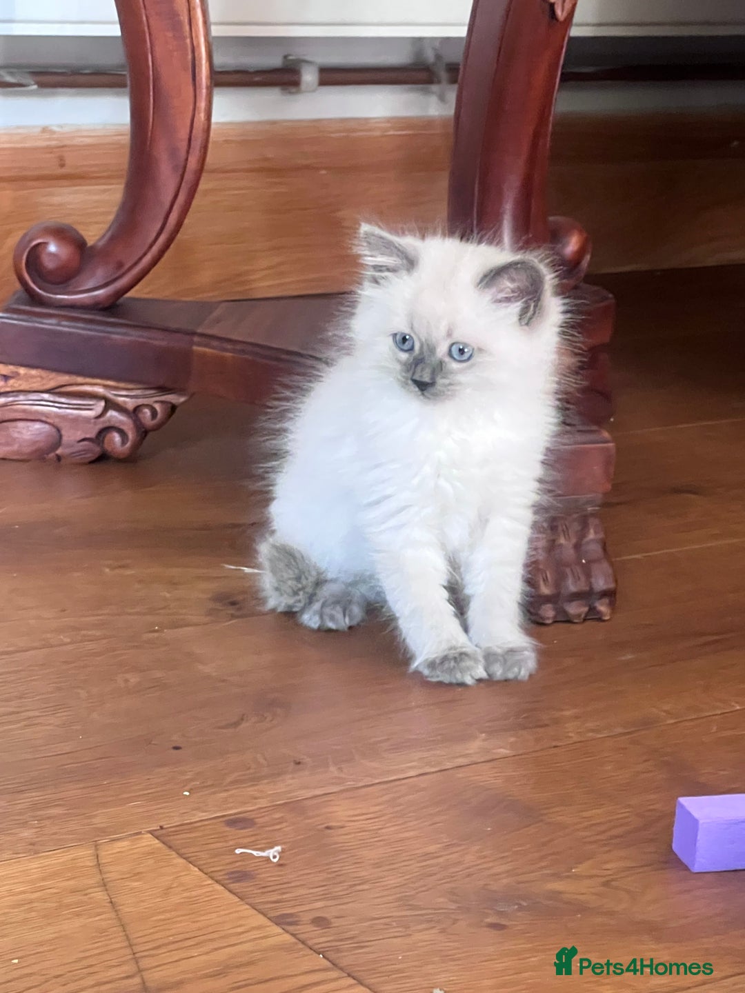 Siberian cats for sale: Gorgeous Siberian kittens🐾 in Newport Pagnell - Image 23