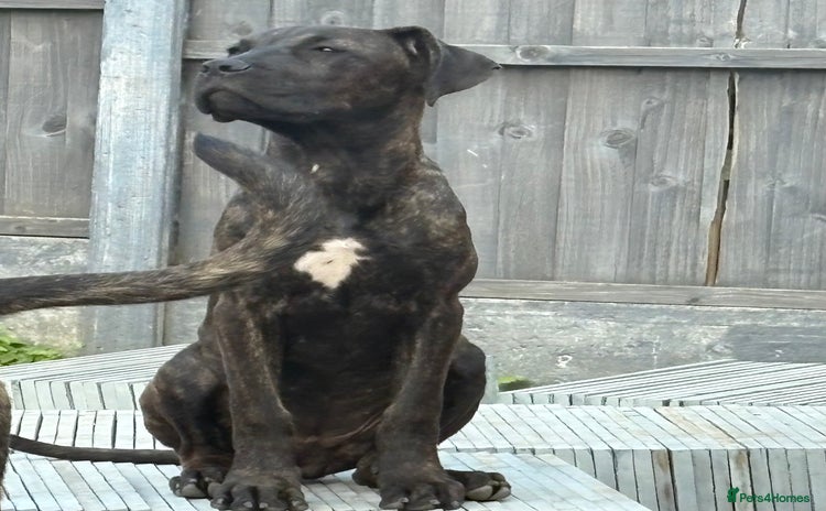 Cane Corso dogs in Sittingbourne - Advert 12