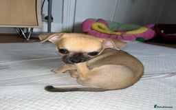 Chihuahua dogs for sale: Pure bred Chihuahua puppies - Image 21